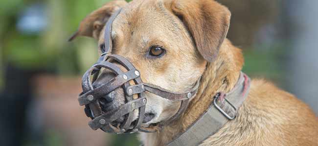 Combien Dattaques De Pitbulls ça Va Prendre Vigilequébec